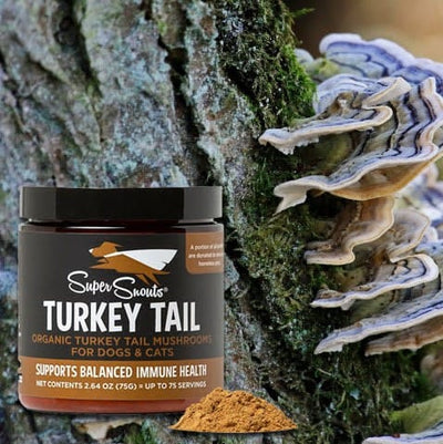 Turkey Tail - Hongo Inmunomodulador